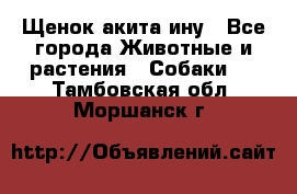 Щенок акита ину - Все города Животные и растения » Собаки   . Тамбовская обл.,Моршанск г.